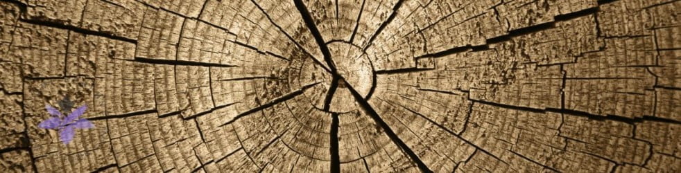پری پرفیوم